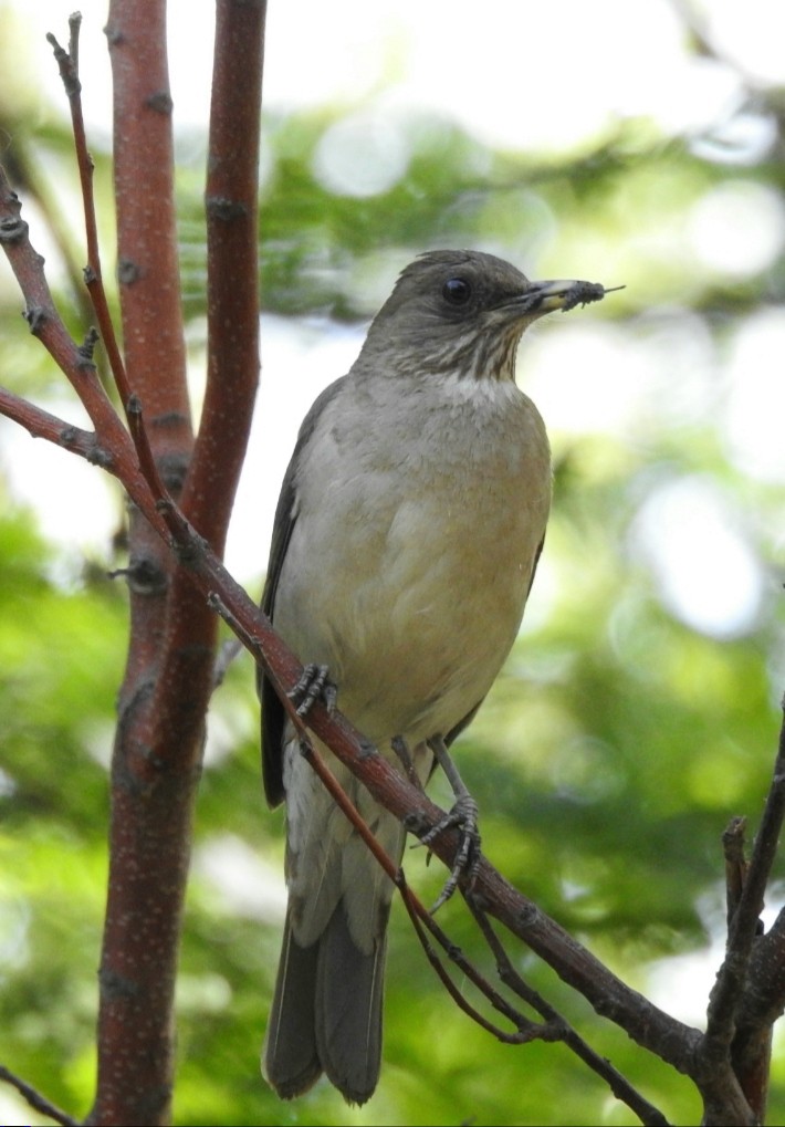 Creamy-bellied Thrush - ML391979161