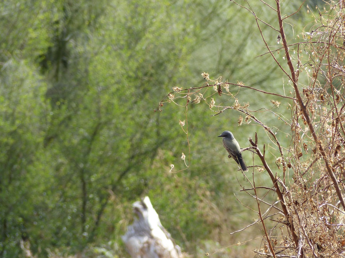 Cassin's Kingbird - ML391980791