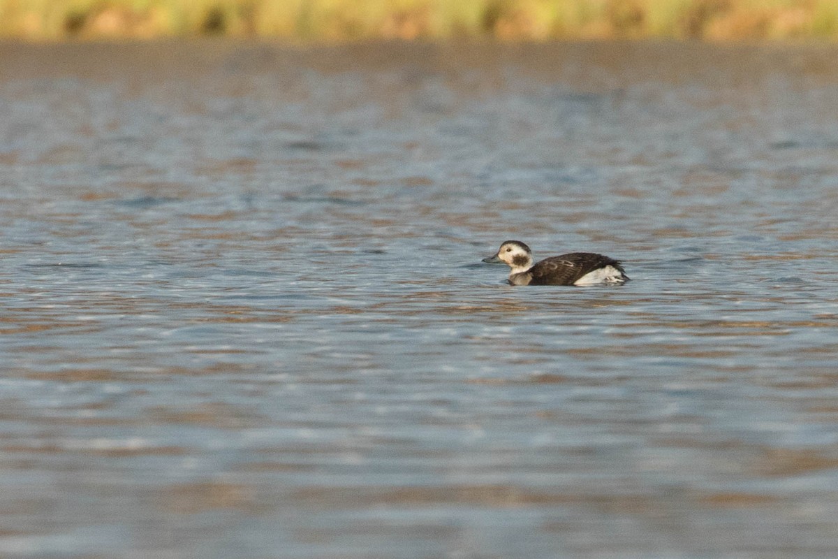 Long-tailed Duck - ML391981291
