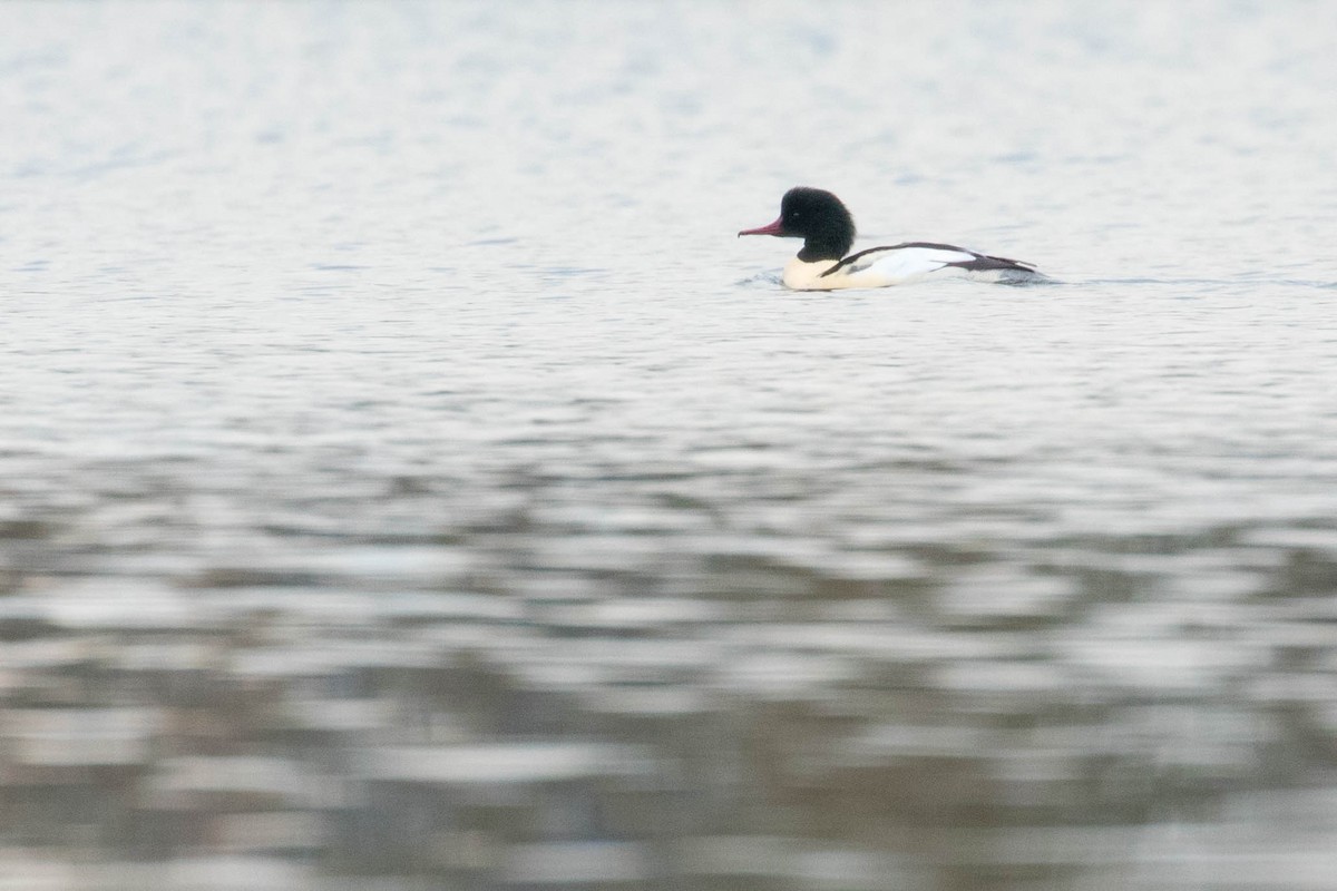 Common Merganser - ML391981381