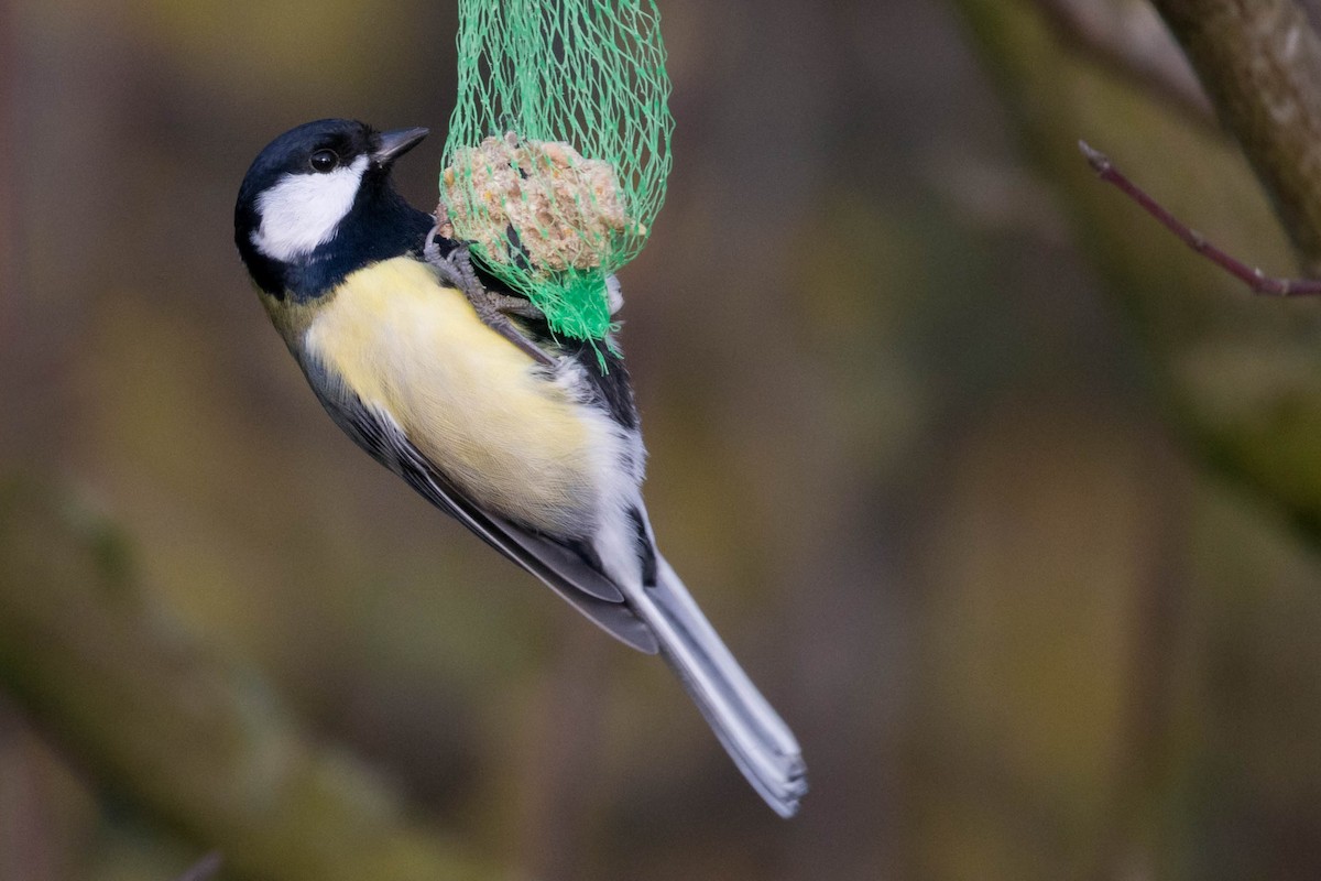 Great Tit - ML391981501