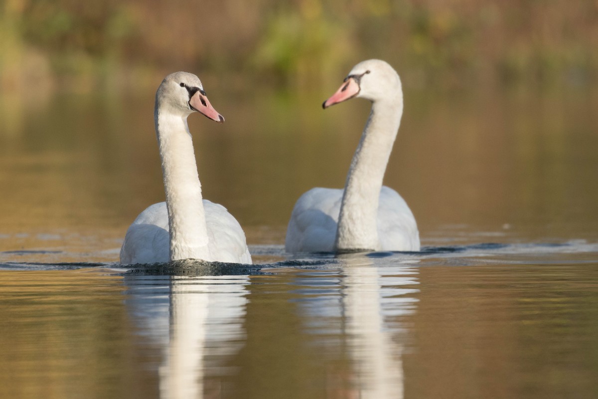 Mute Swan - ML391981561
