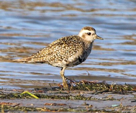 American Golden-Plover - ML391982141