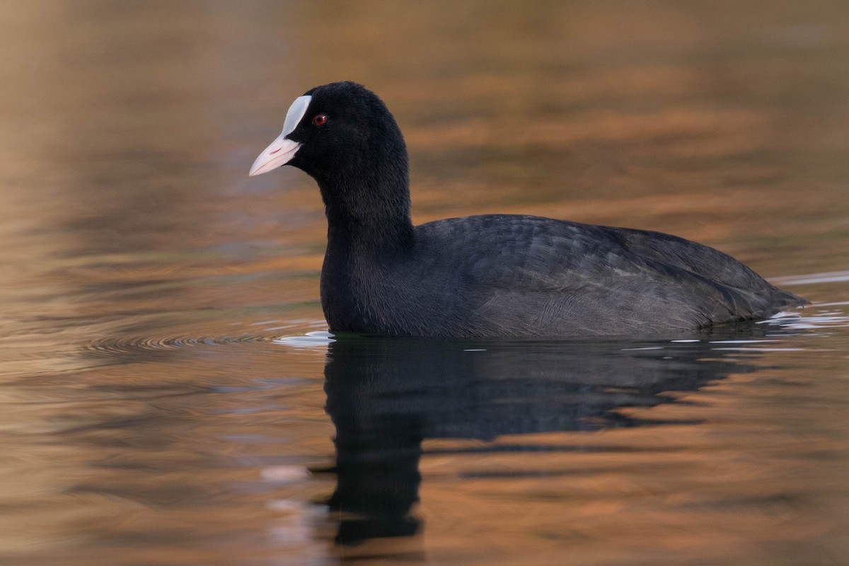 Eurasian Coot - ML391982301