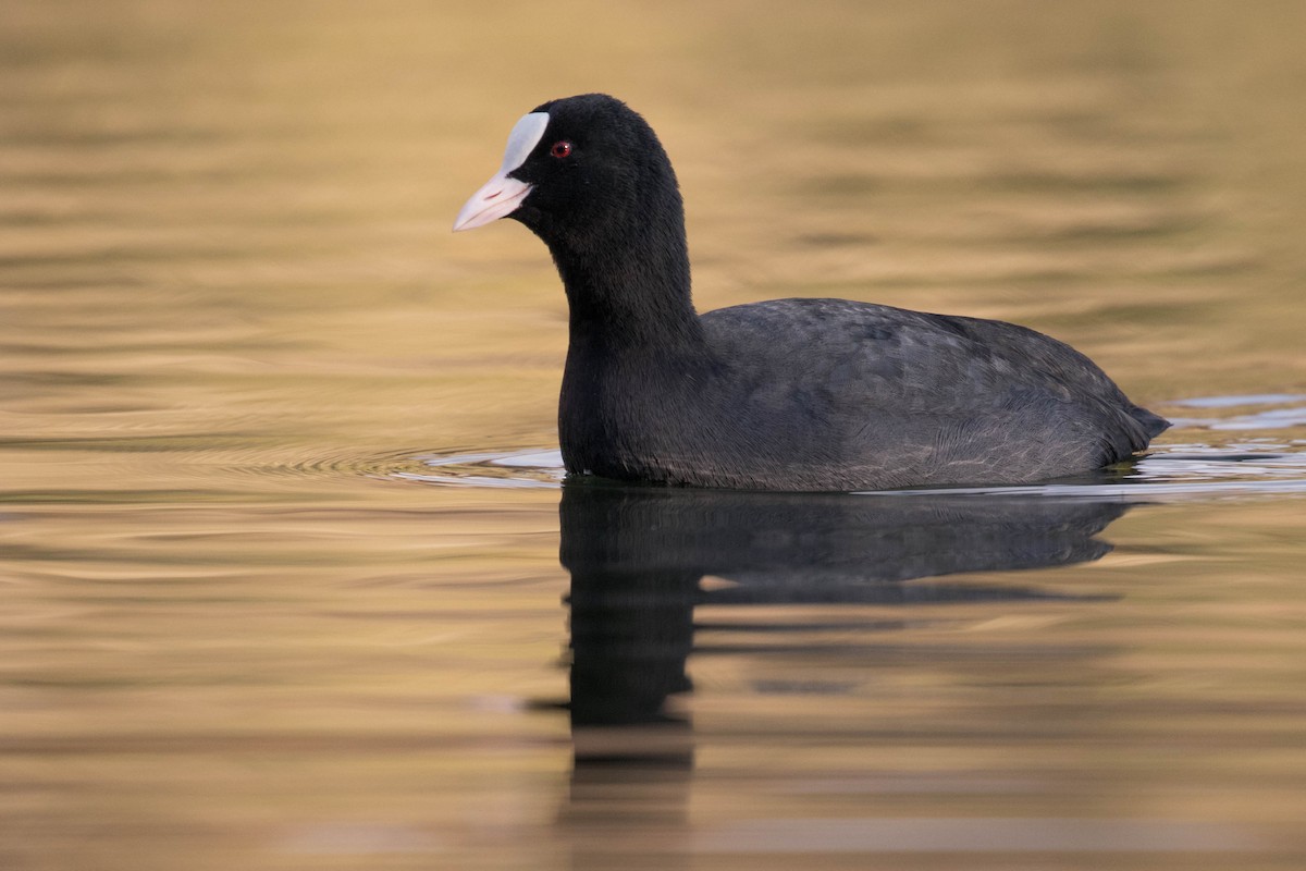 Eurasian Coot - ML391982341