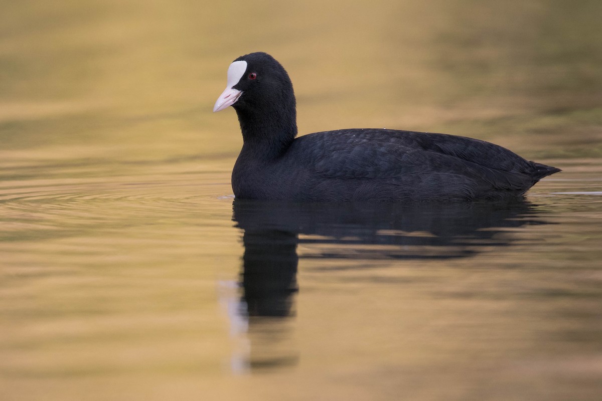 Eurasian Coot - ML391982451