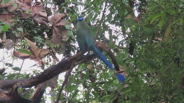 Motmot d'Équateur - ML391983101