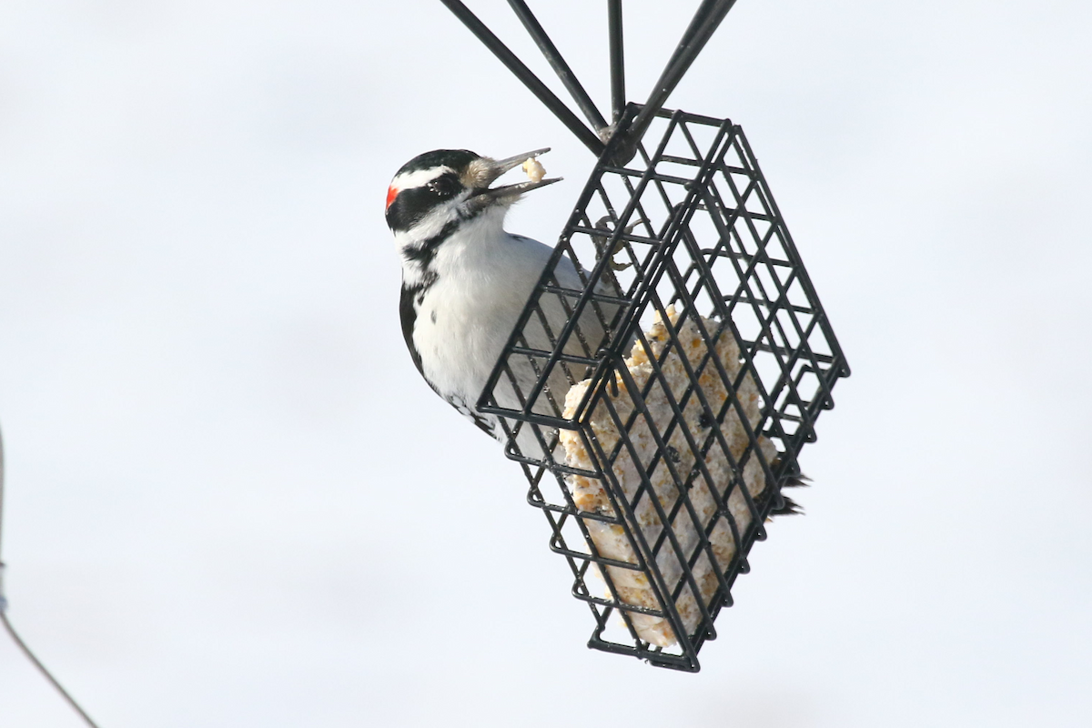 Hairy Woodpecker - Jerry FlyBird