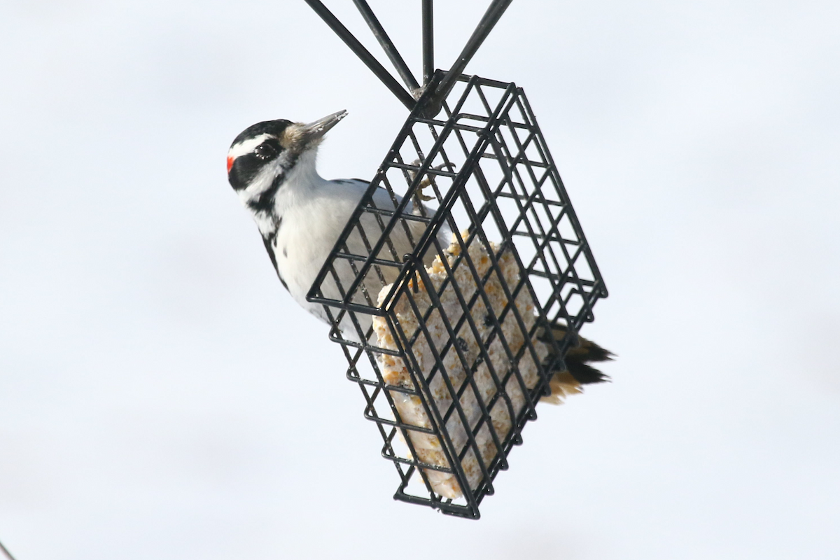 Hairy Woodpecker - Jerry FlyBird