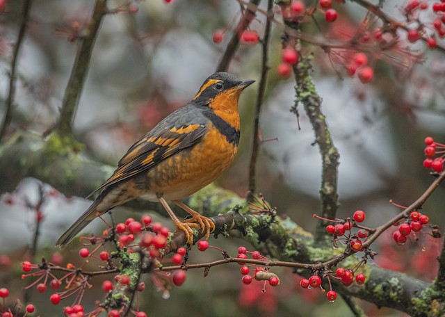 eBirding on Christmas Bird Counts - eBird Canada