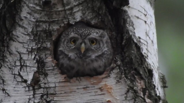 Eurasian Pygmy-Owl - ML391986831