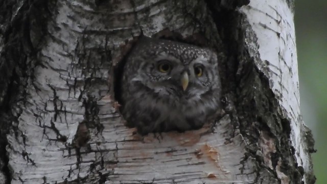 Eurasian Pygmy-Owl - ML391986921