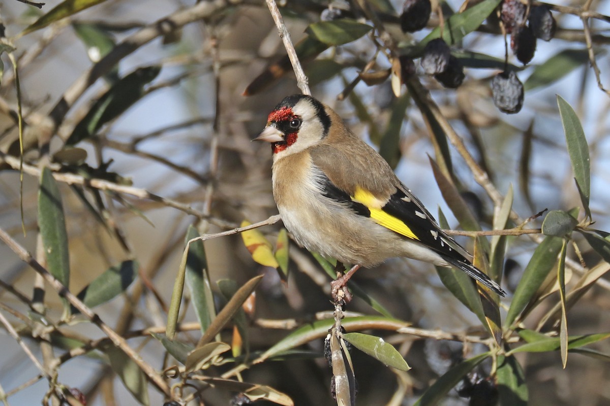 European Goldfinch - ML391986951