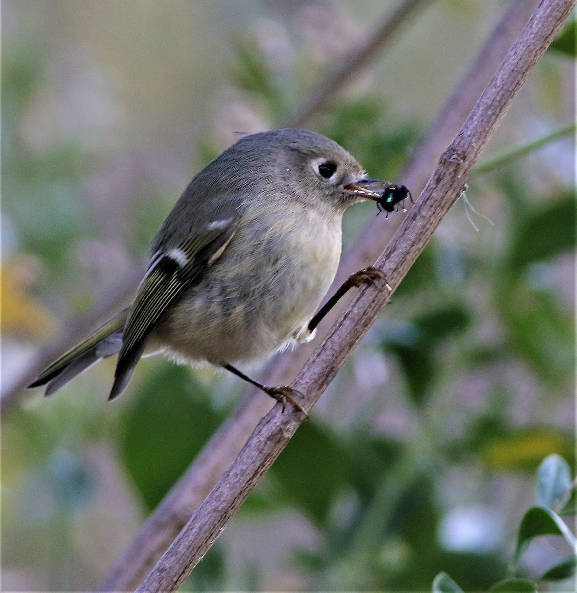 Golden-crowned Kinglet - ML391987781