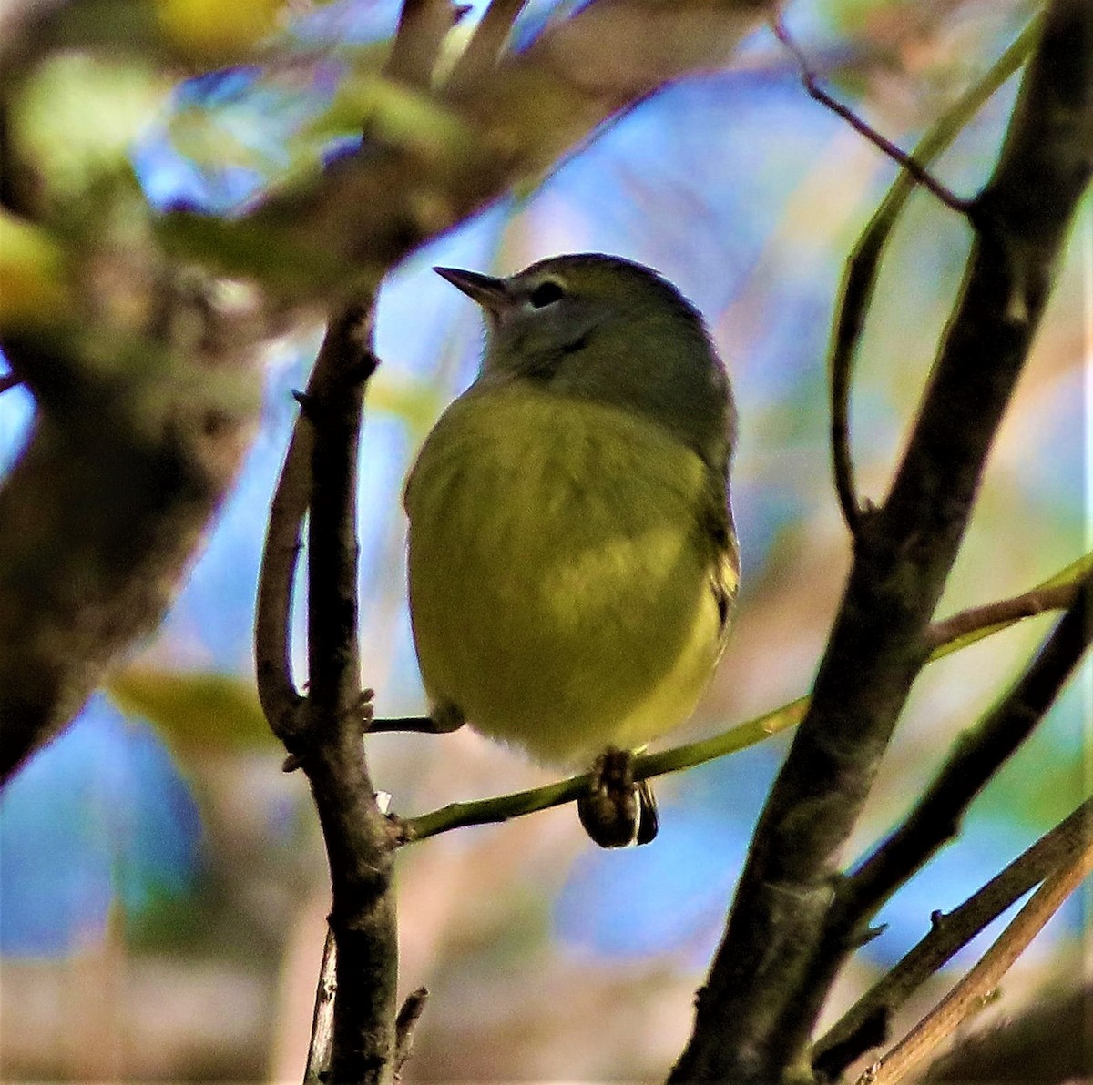Orange-crowned Warbler - ML391987911