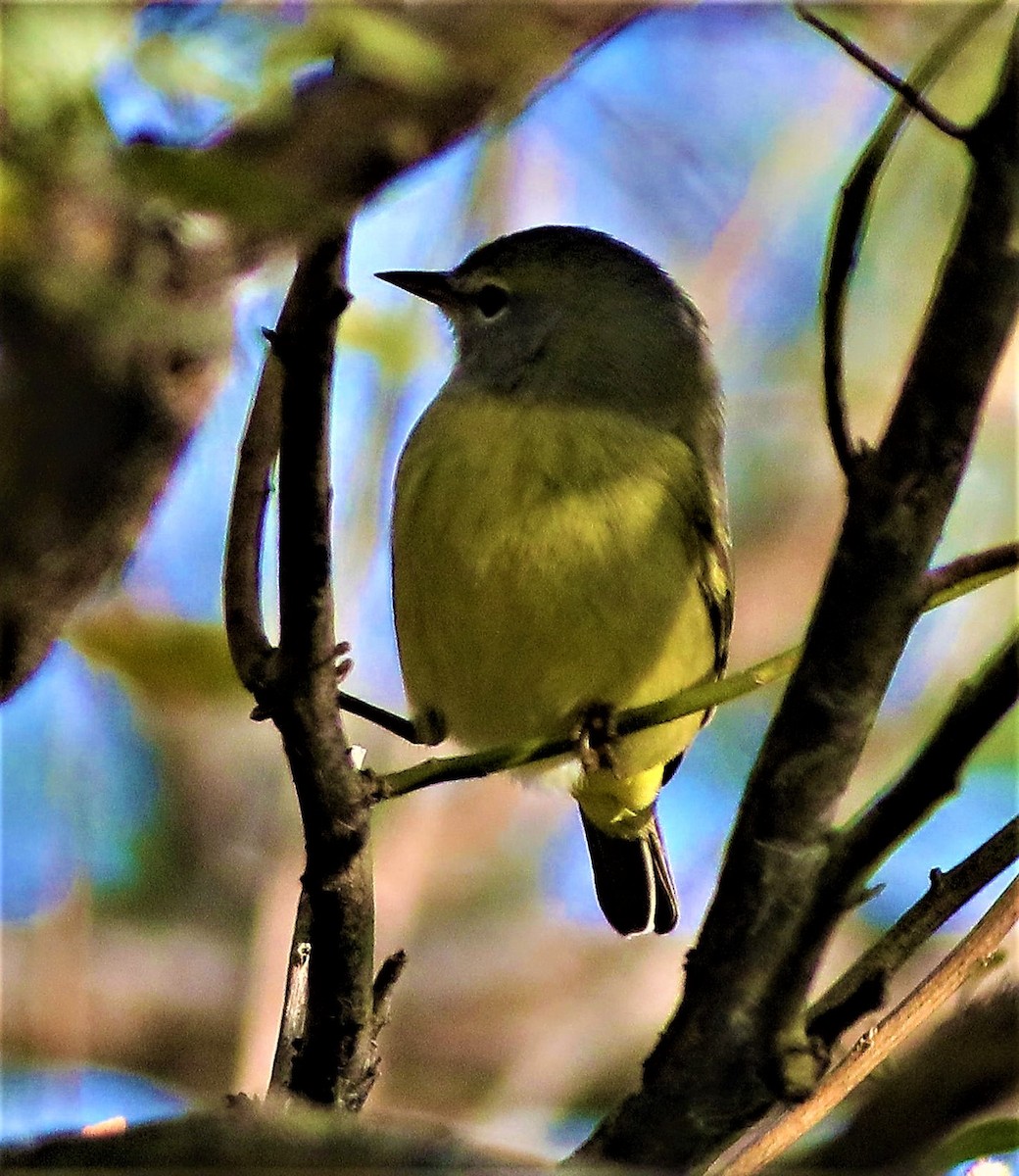 Orange-crowned Warbler - ML391987971