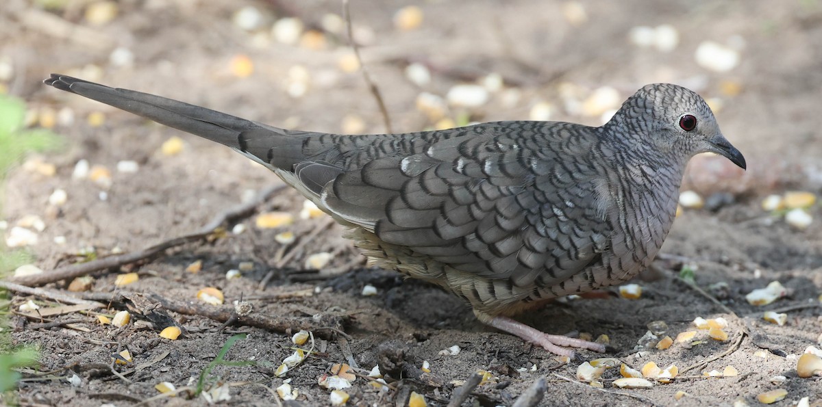 Inca Dove - Tom Driscoll