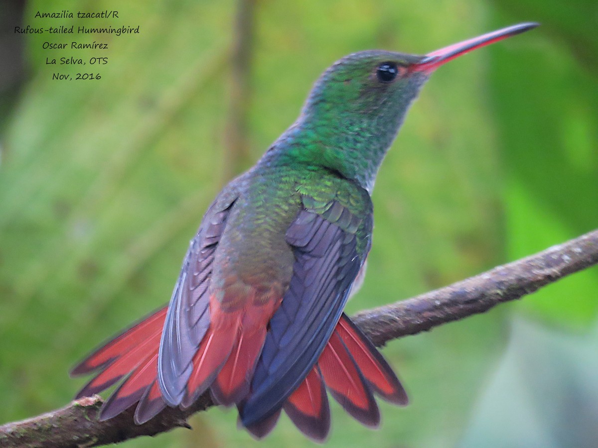 Rufous-tailed Hummingbird - Oscar Ramirez Alan