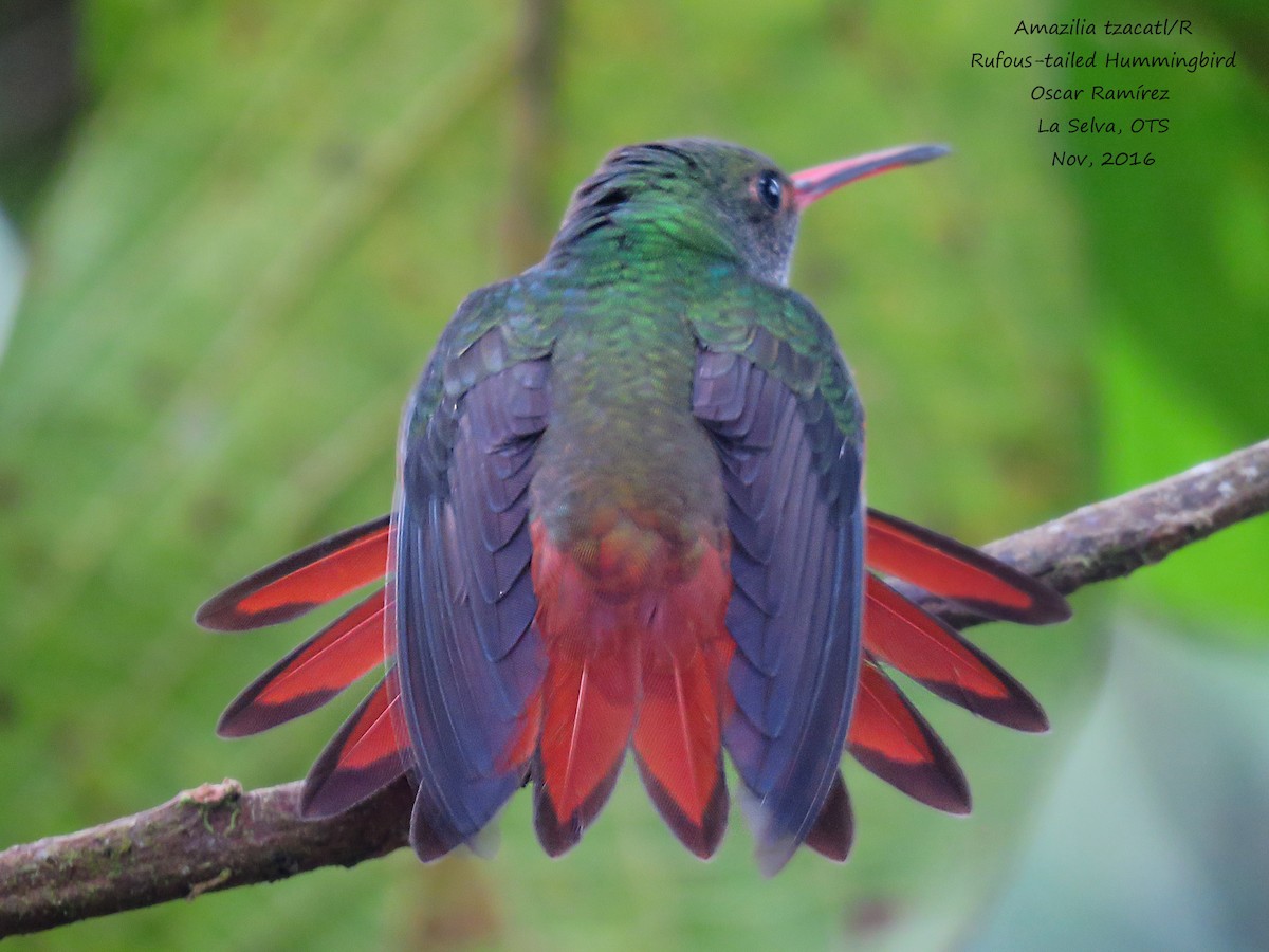 Rufous-tailed Hummingbird - ML39199091