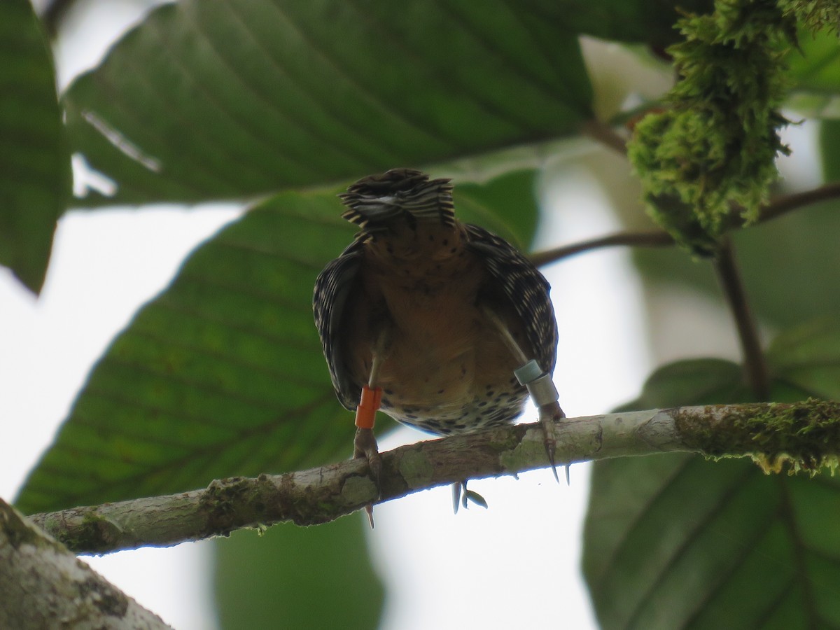 Band-backed Wren - Oscar Ramirez Alan