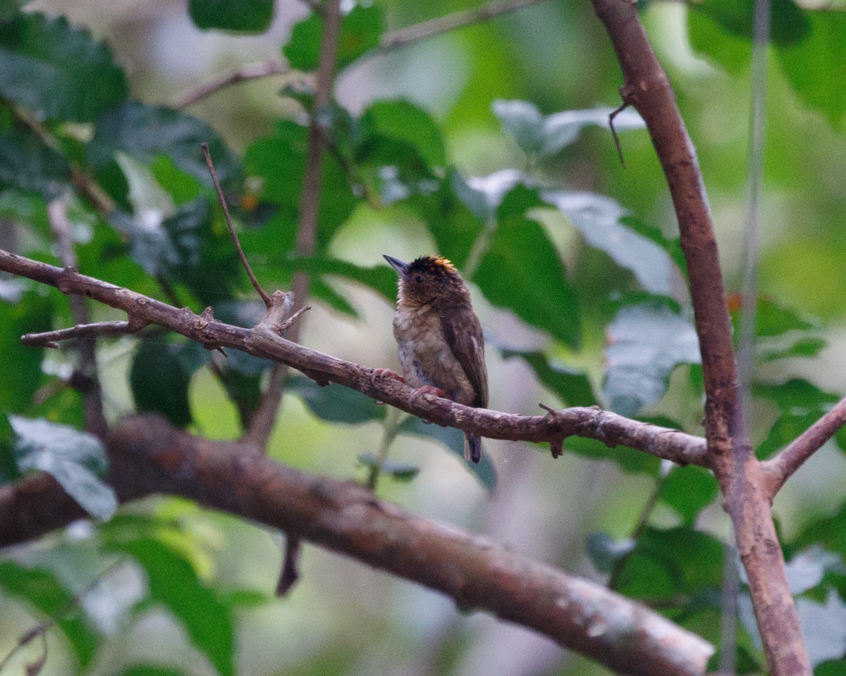 Rusty-necked Piculet - ML391991771