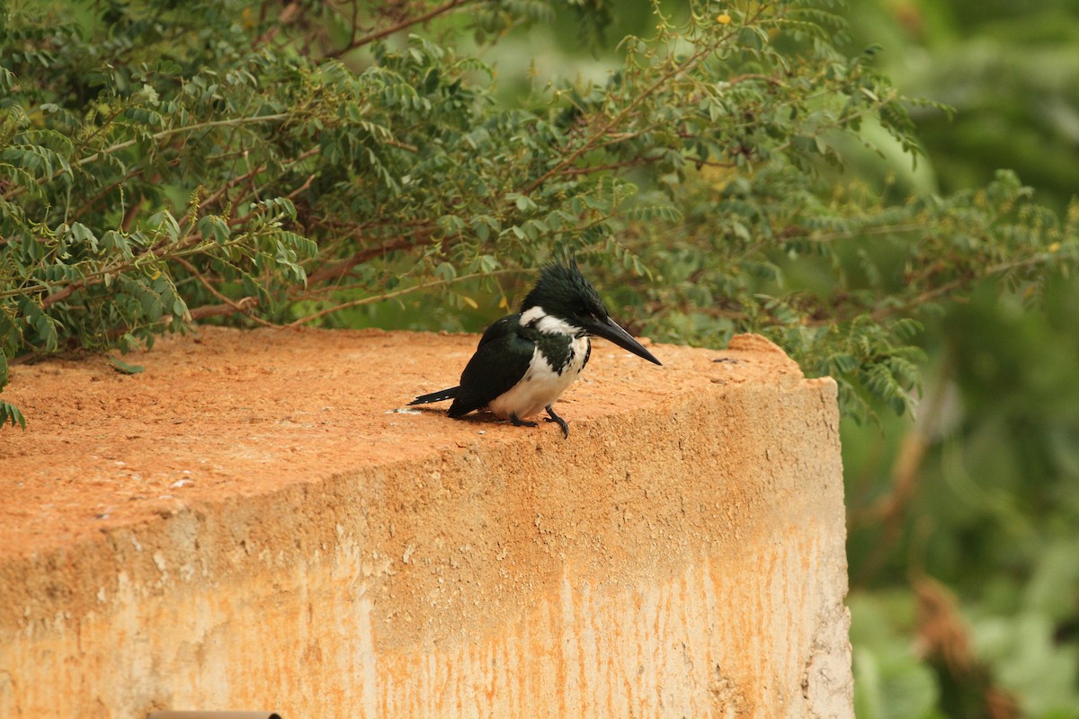 Amazon Kingfisher - ML391992501