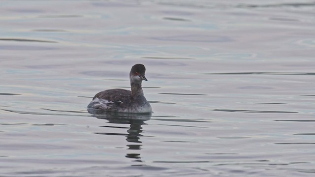 Eared Grebe - ML391994441