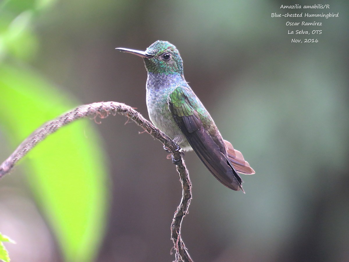 Blue-chested Hummingbird - Oscar Ramirez Alan