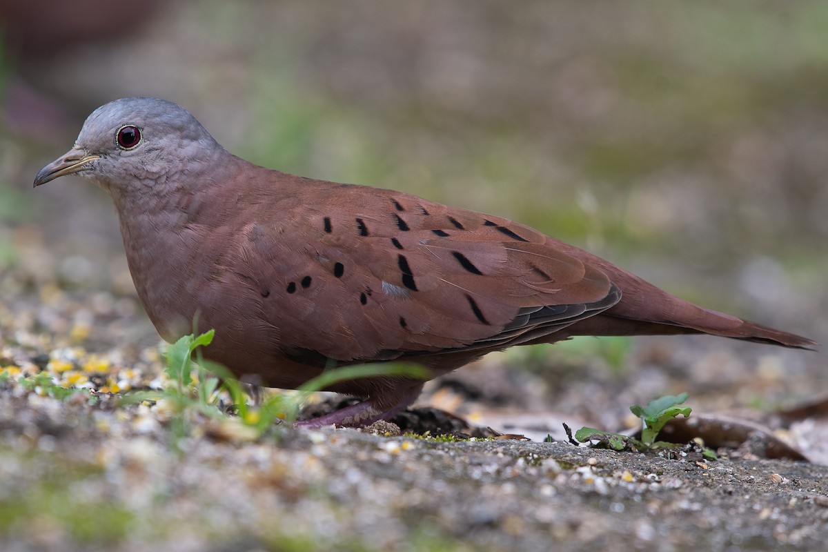 Ruddy Ground Dove - Daniel Hinckley | samazul.com