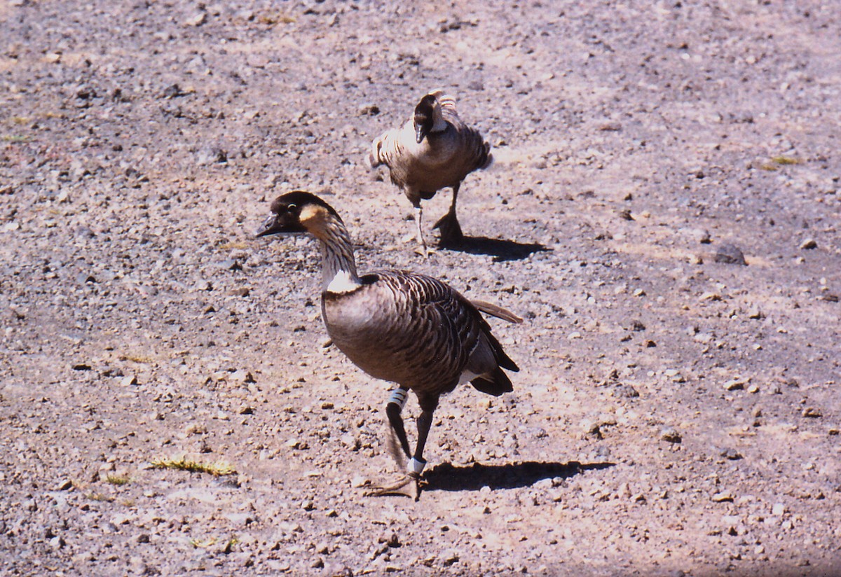 Hawaiian Goose - ML391998231