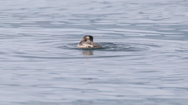 Eared Grebe - ML391998281