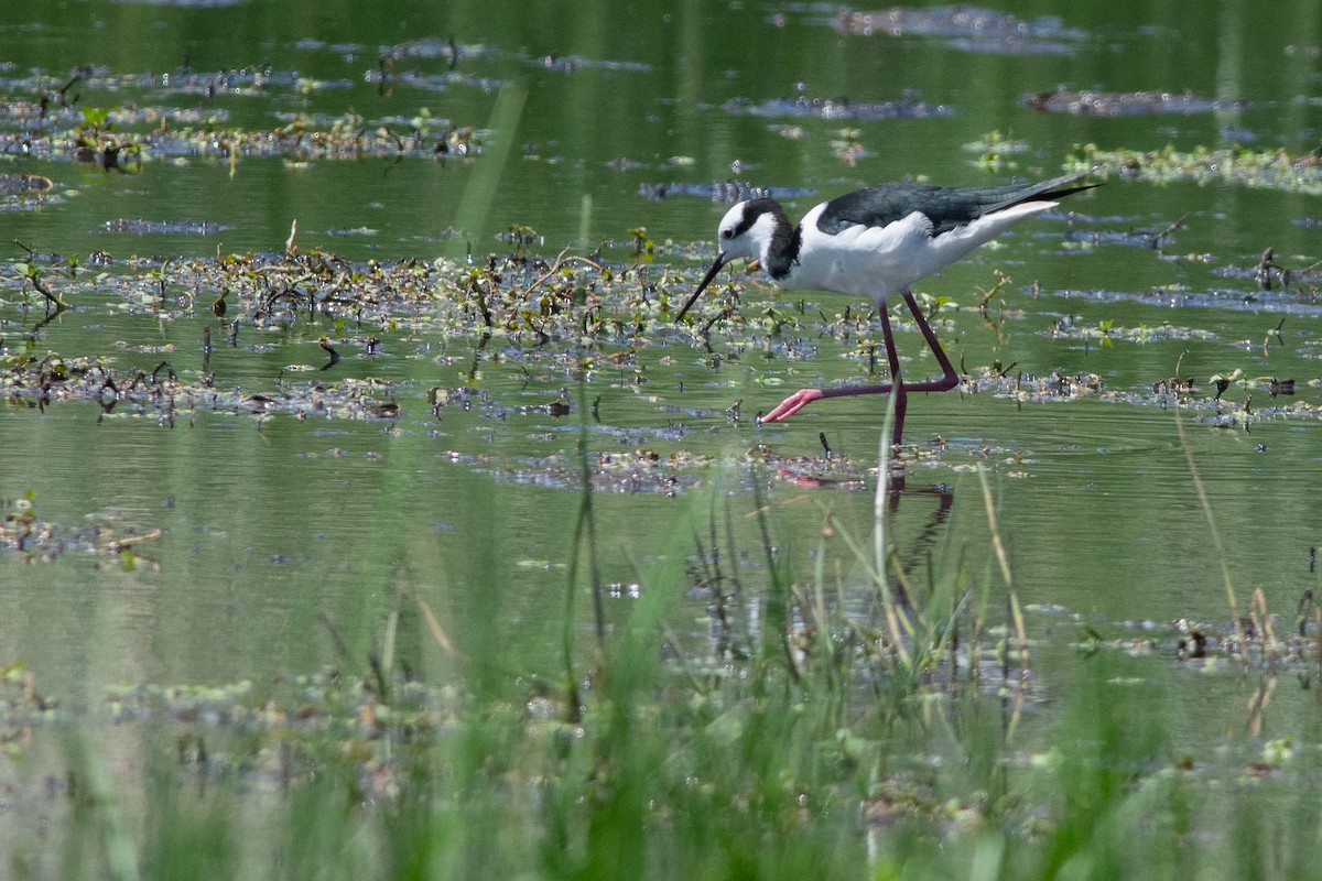 pisila černokrká - ML391998751