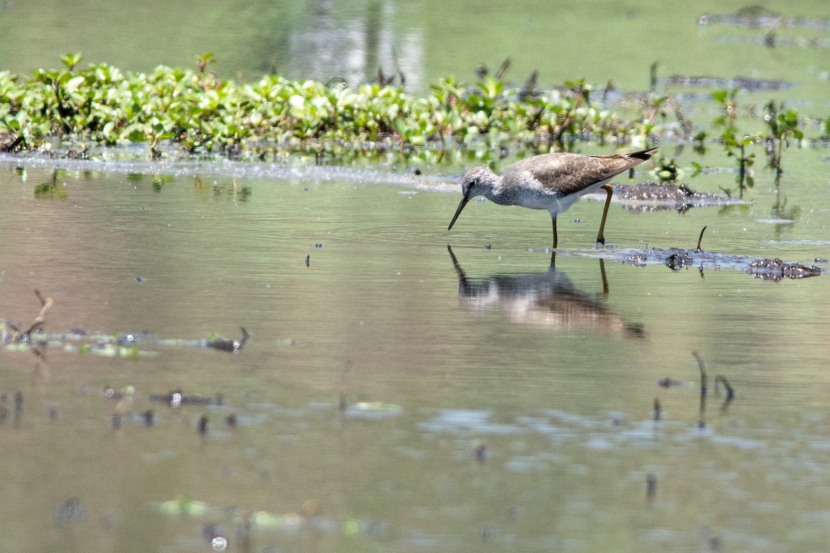 vodouš žlutonohý - ML391998851