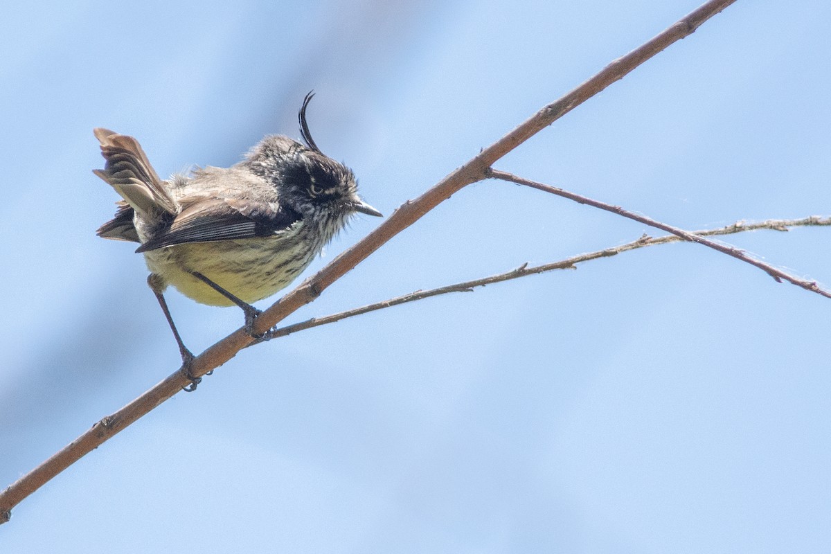 Tufted Tit-Tyrant - ML391998871