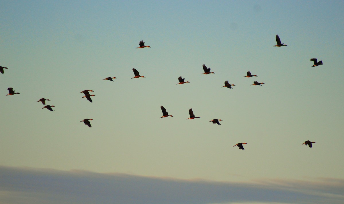 Fulvous Whistling-Duck - Will Johnson