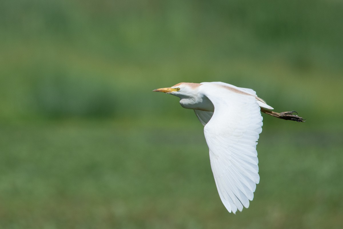 volavka rusohlavá - ML391999451