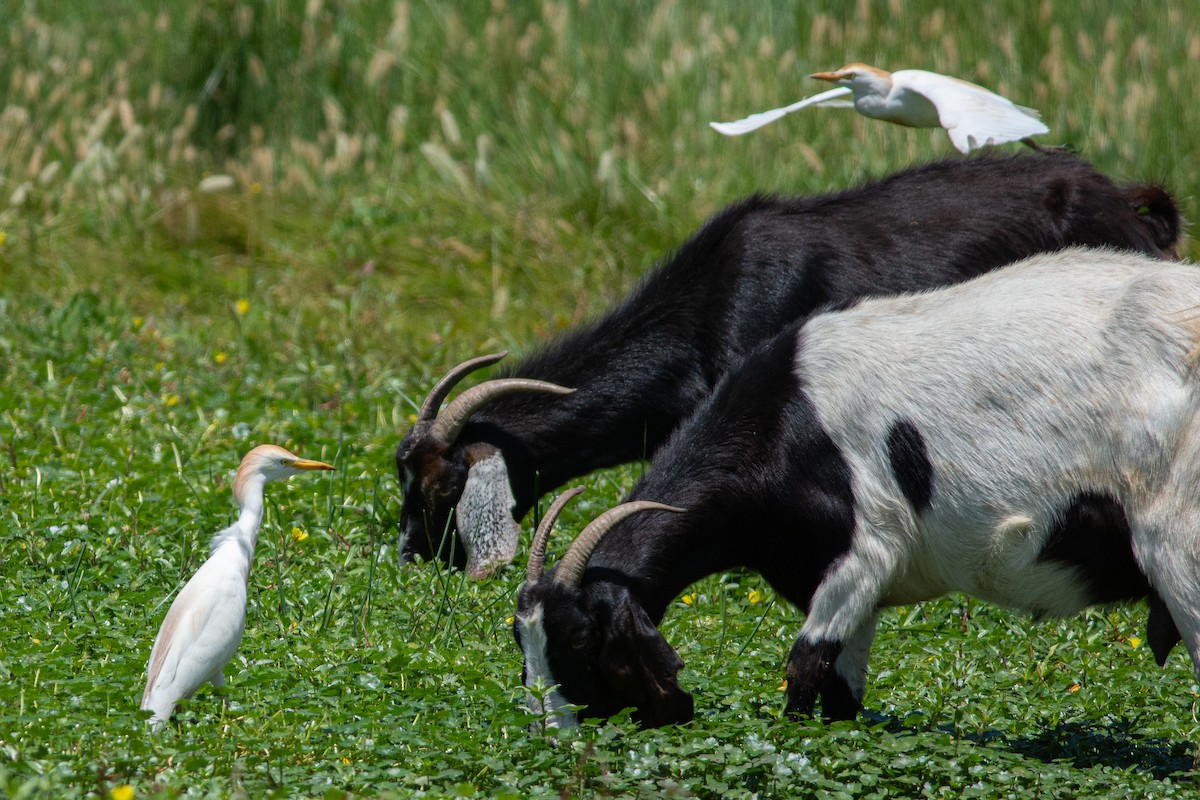 volavka rusohlavá - ML391999461