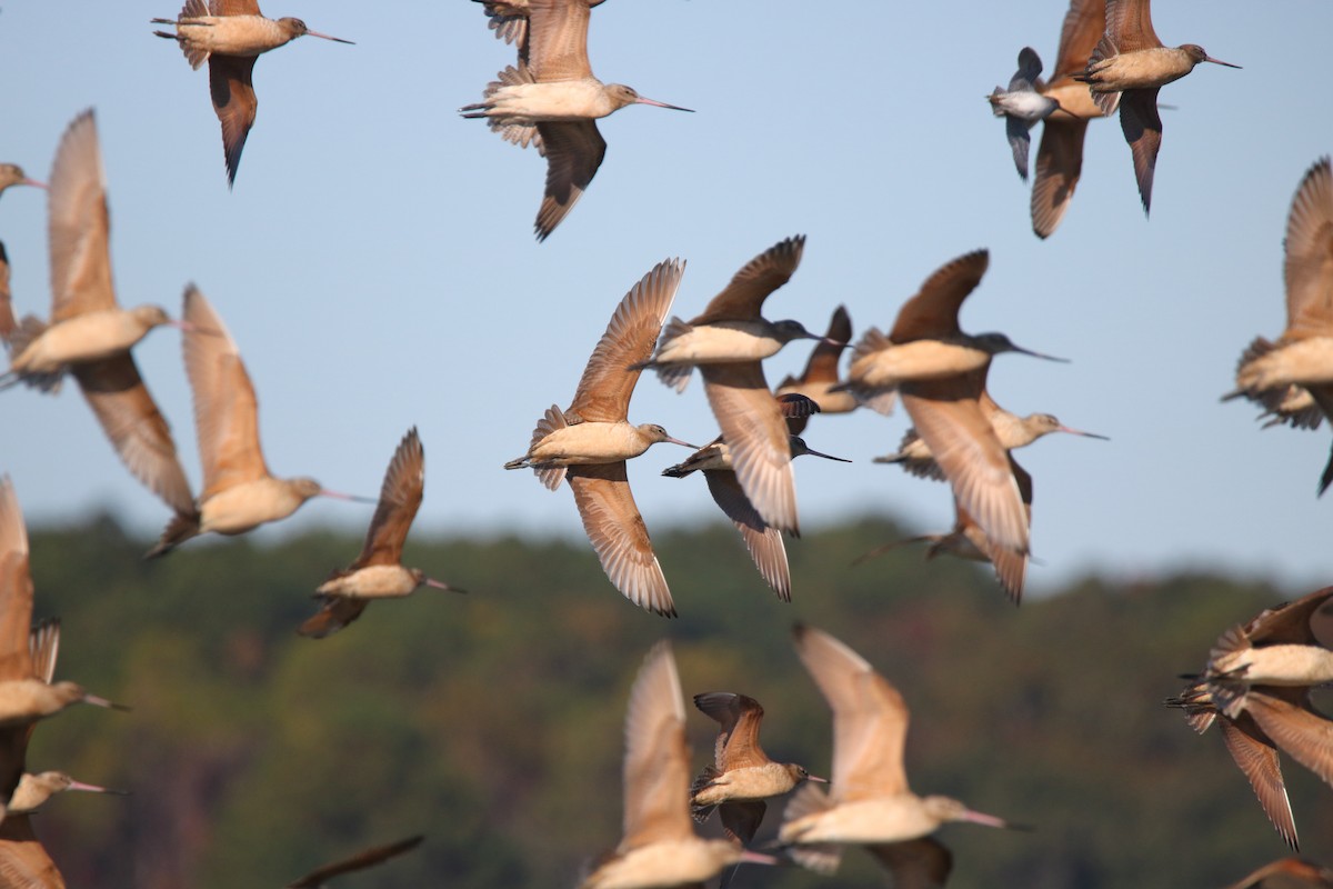 Marbled Godwit - Roger Smith