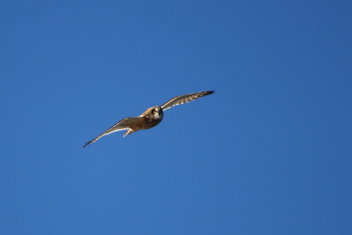 Short-eared Owl - ML391999891