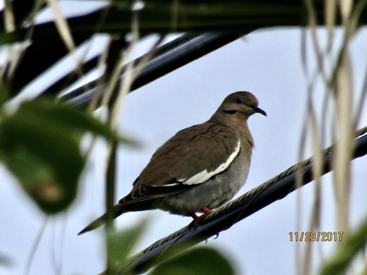 White-winged Dove - Eva Bottelli