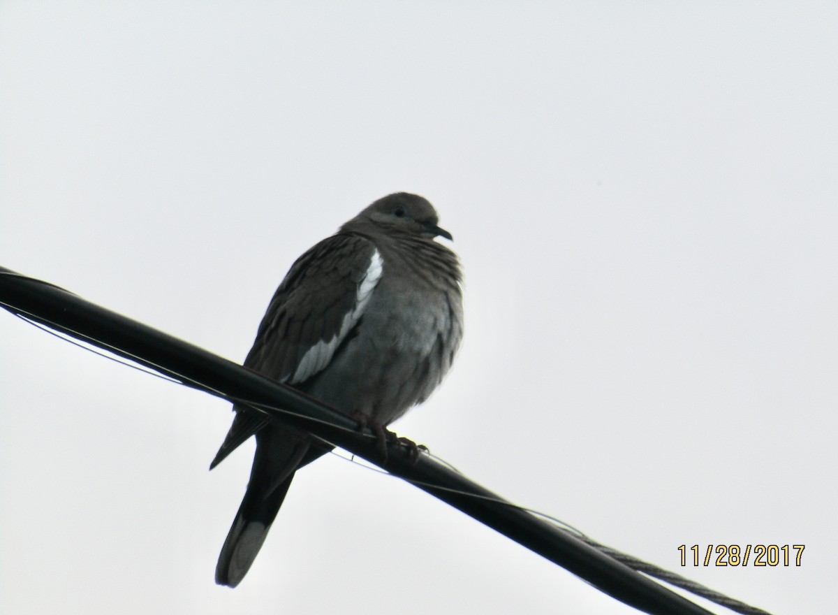 White-winged Dove - ML392000061