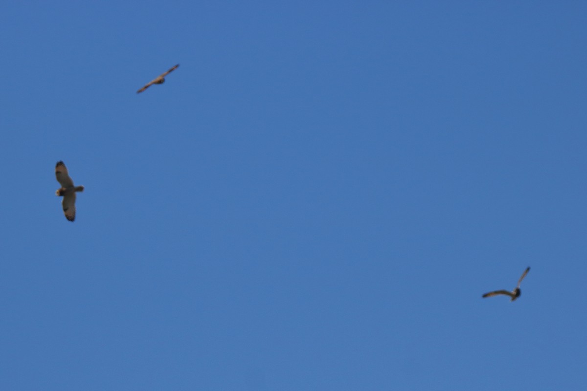 Short-eared Owl - ML392000081