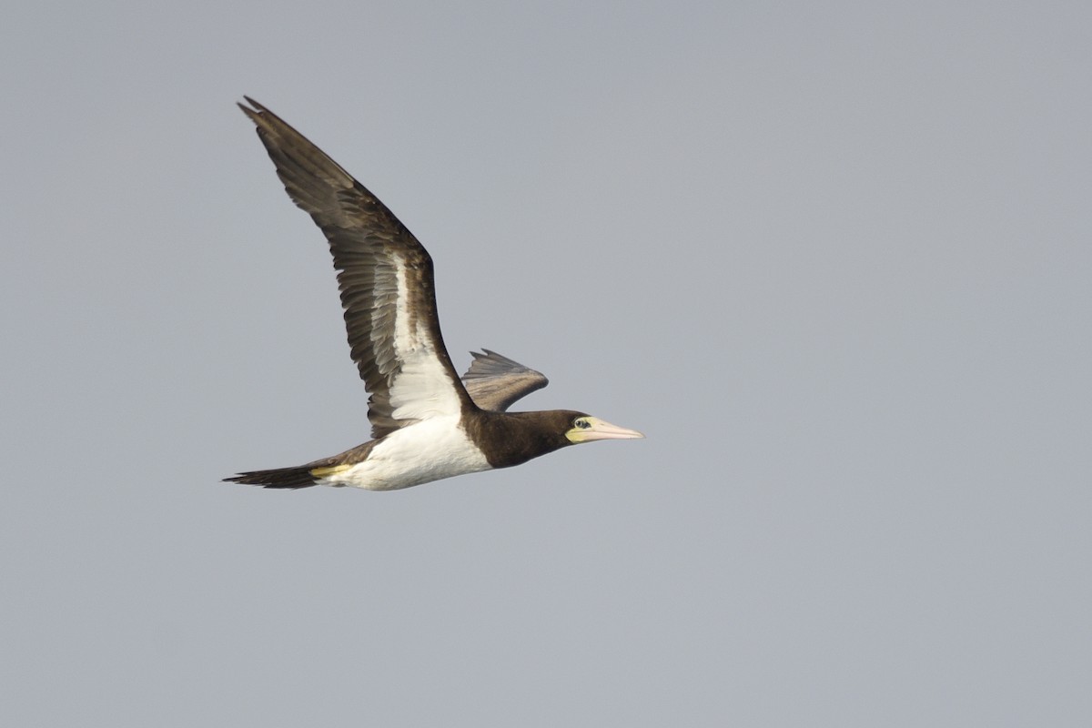 Brown Booby - ML392001091