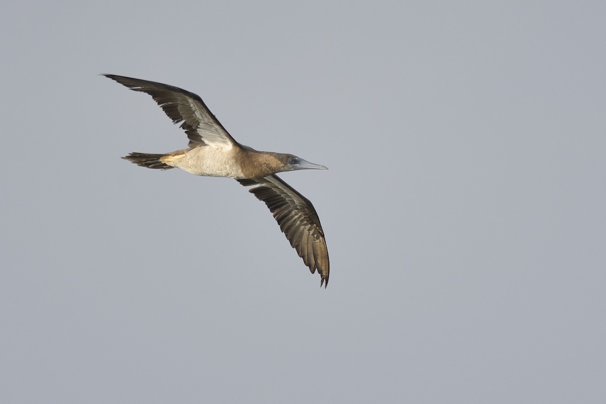 Brown Booby - Daniel Irons