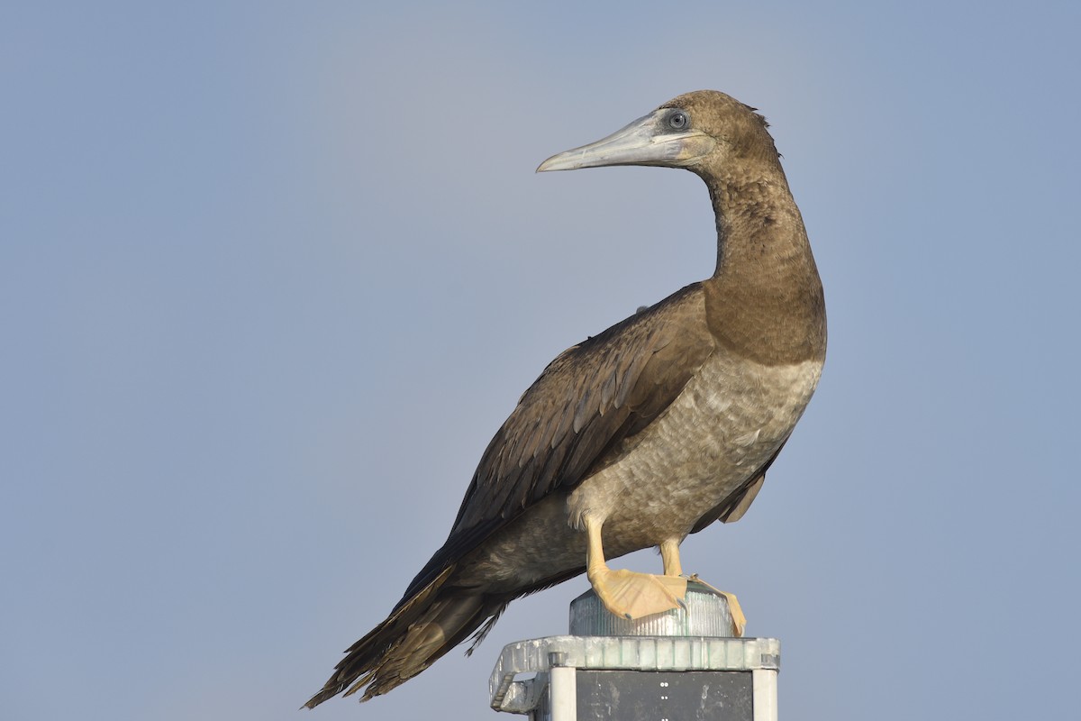 Brown Booby - Daniel Irons