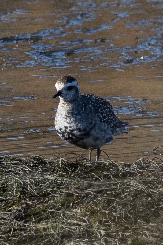 American Golden-Plover - ML392001971