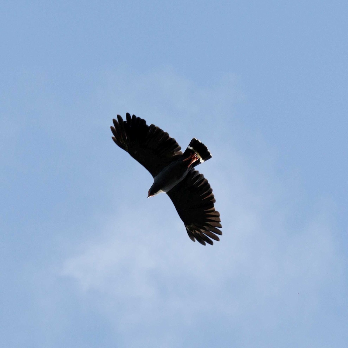 Slate-colored Hawk - José Dionísio JDionísio