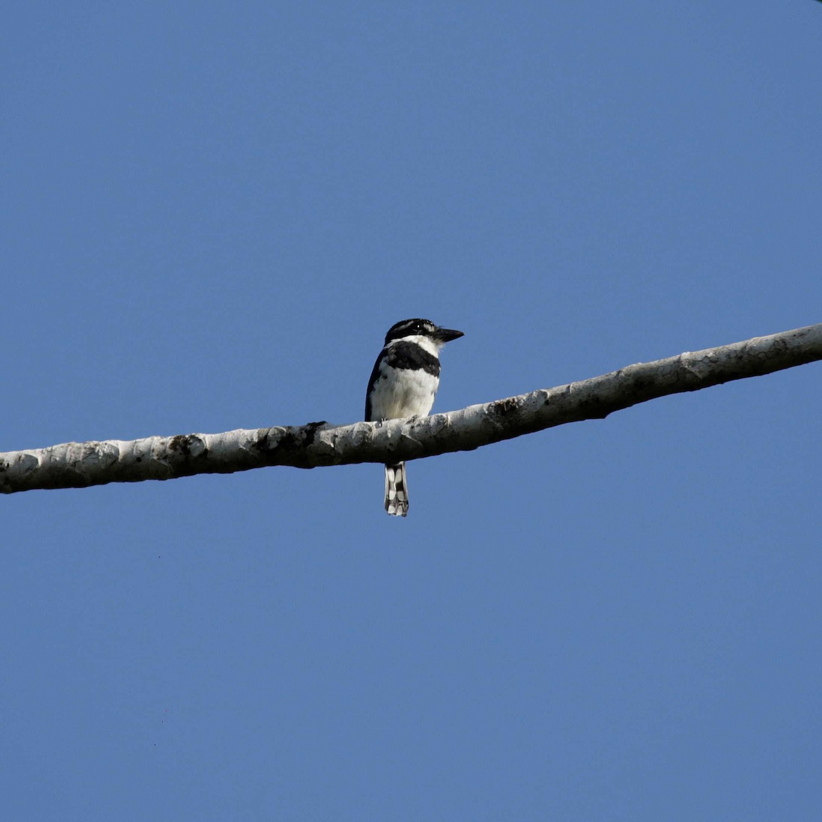 Pied Puffbird - ML392002371