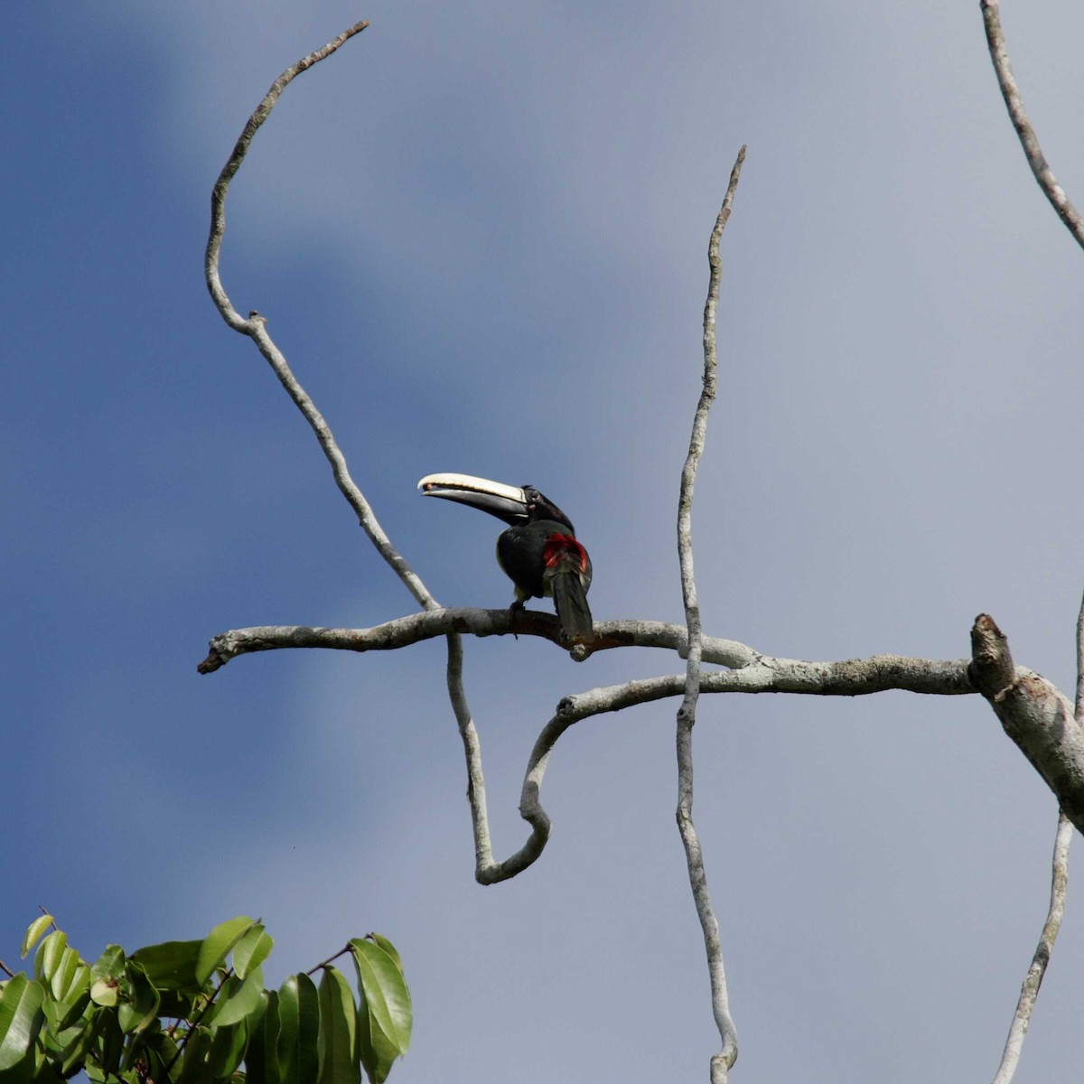 Black-necked Aracari - José Dionísio JDionísio