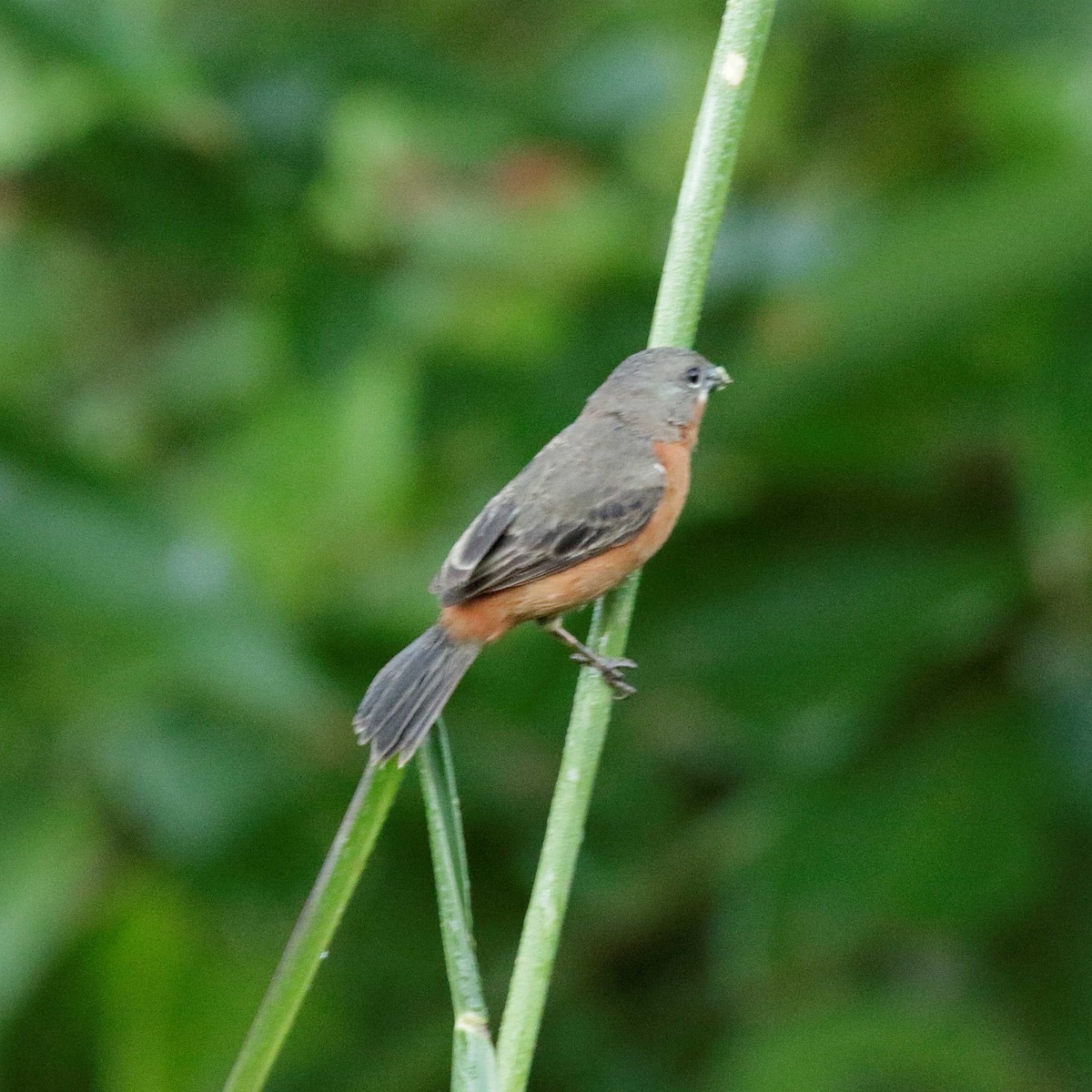 Ruddy-breasted Seedeater - ML392003171